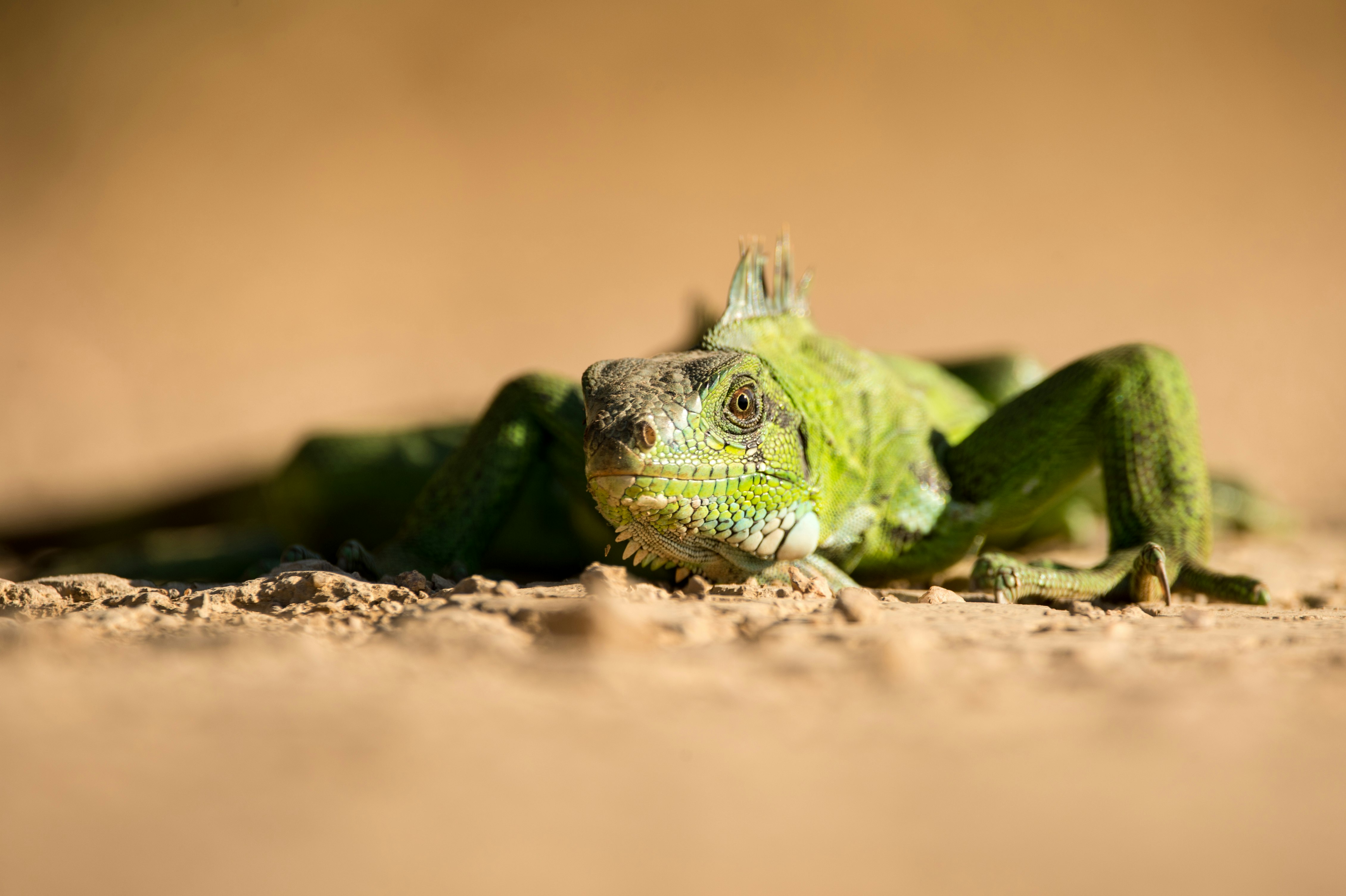green and white lizard on brown soil